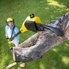 Best Lawn Disease Treatment  in Richfield, MN