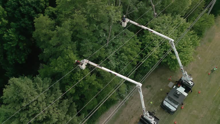 Best Utility Line Clearance  in Richfield, MN