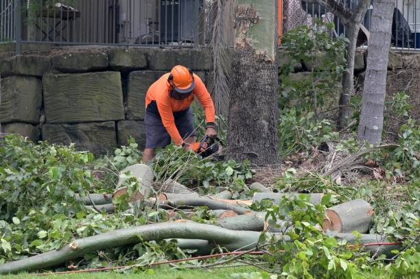 Why Choose Our Tree Removal Services in Richfield, MN?